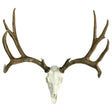 European Mule Deer Mount