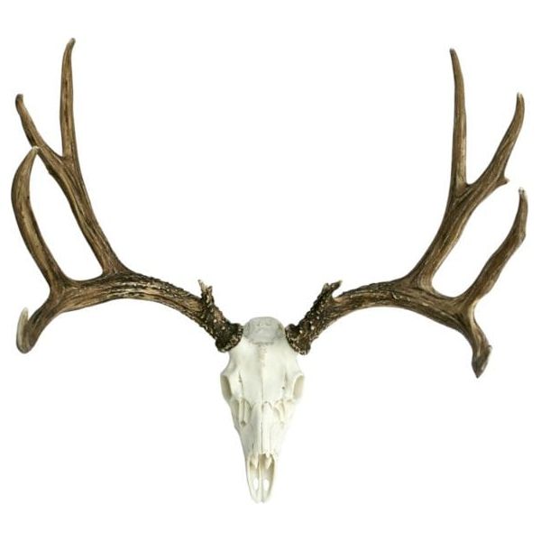 European Mule Deer Mount