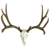 European Mule Deer Mount