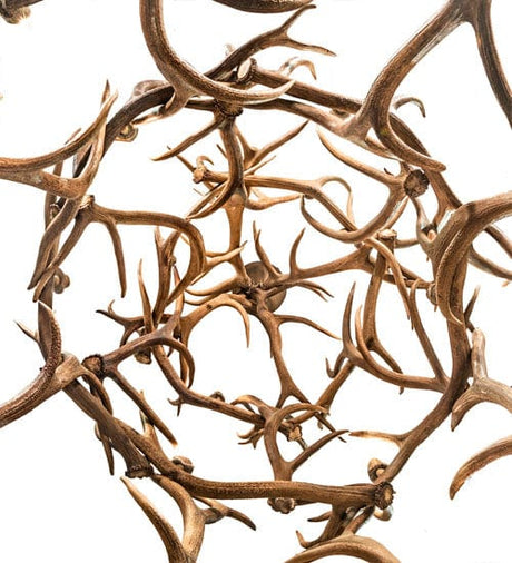 70" Elk 18 Light Antler Chandelier