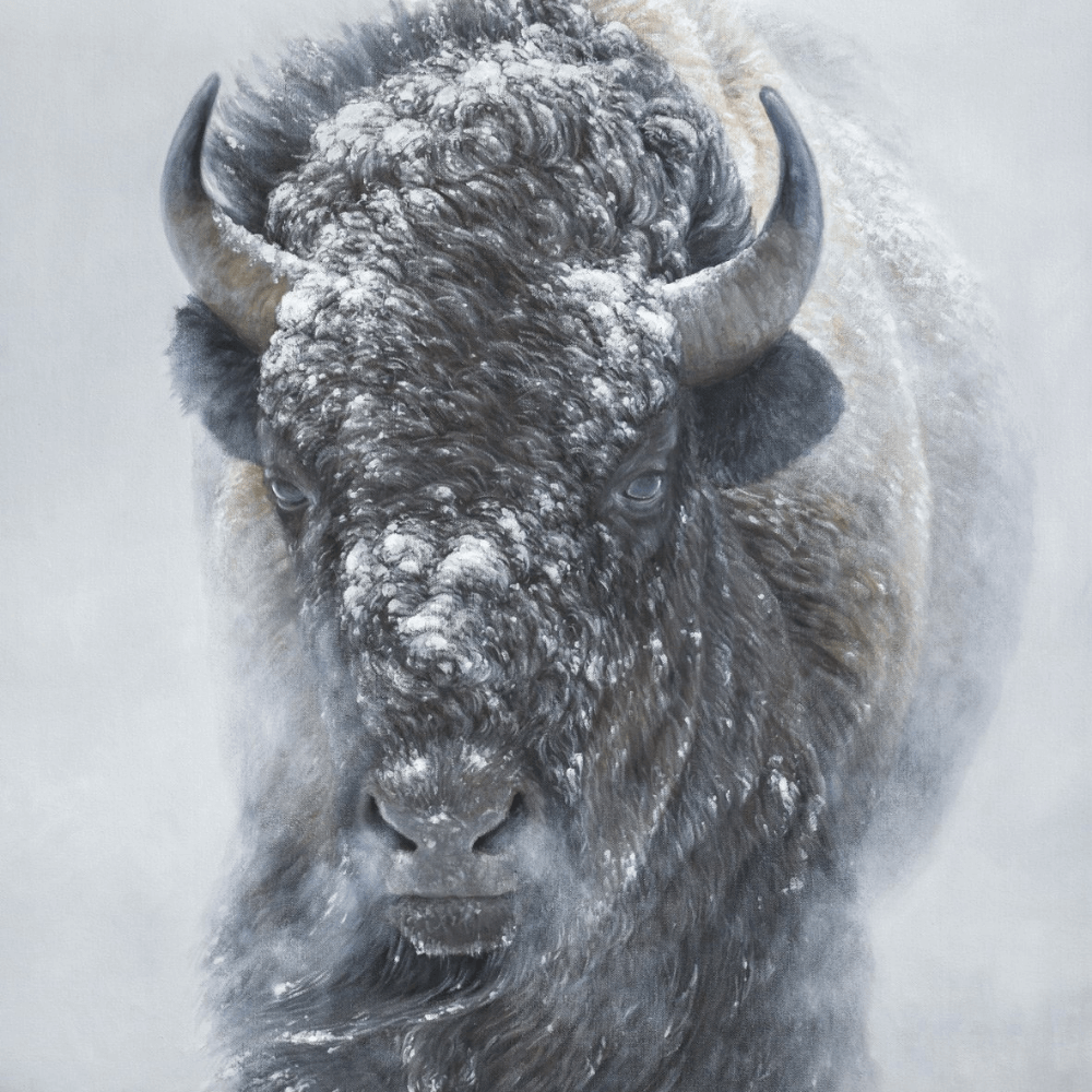 Snowy Bison Art Print