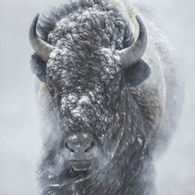 Snowy Bison Art Print