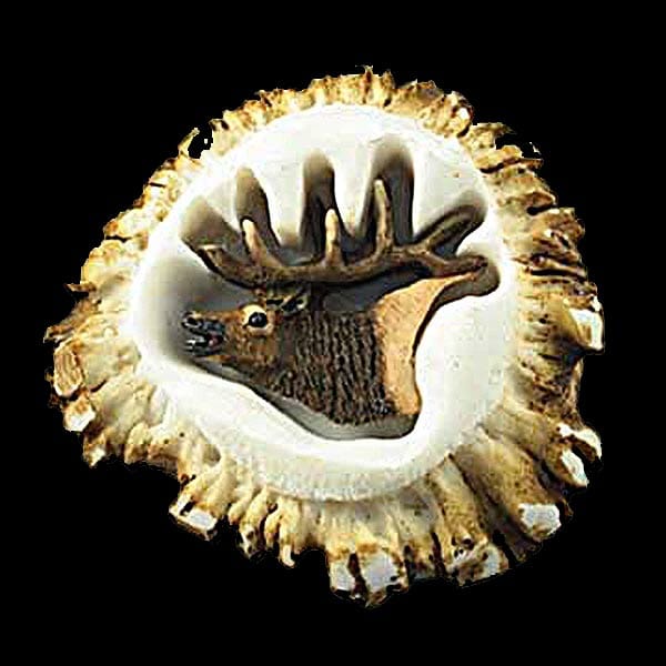 Elk Antler Burr Cabinet Knob