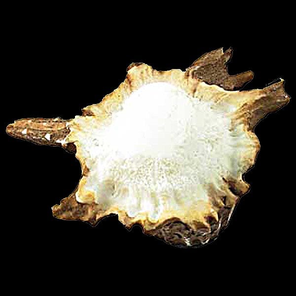 Non-Typical Antler Burr Cabinet Knob